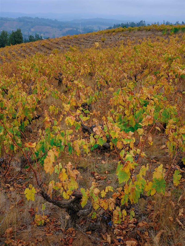 País vines in Itata, Chile (Photo credit: Geoff Kruth)