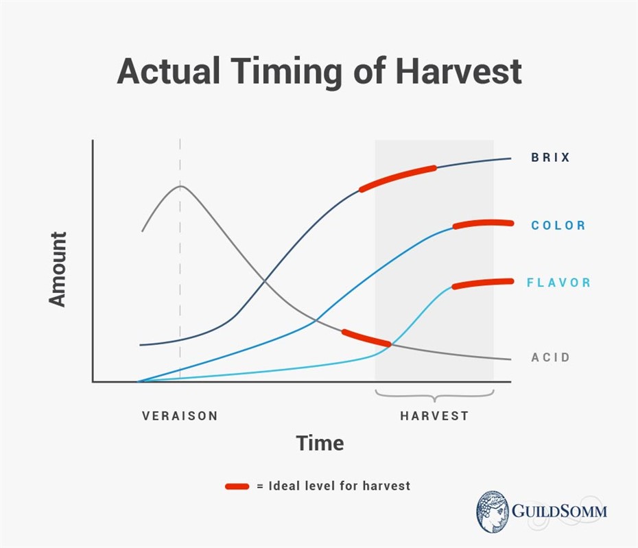 Often, ripening is not synchronized and harvest timing is determined by the parameters most essential for the wine style.