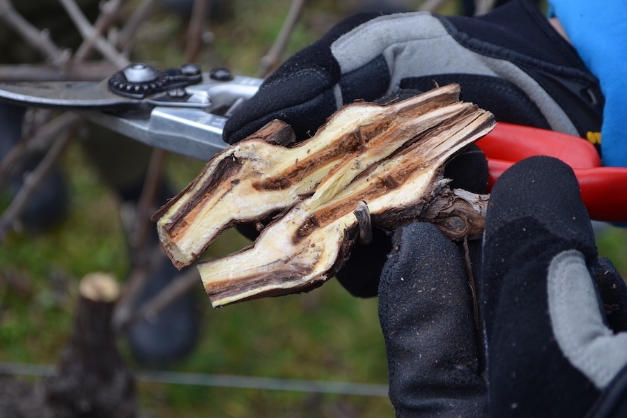 Pruning grapevine, tips and guidance to succeed 