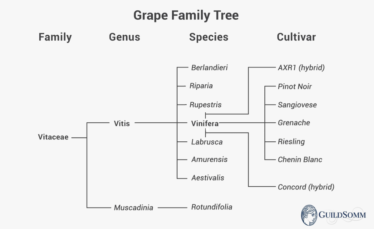 Grape Family Tree