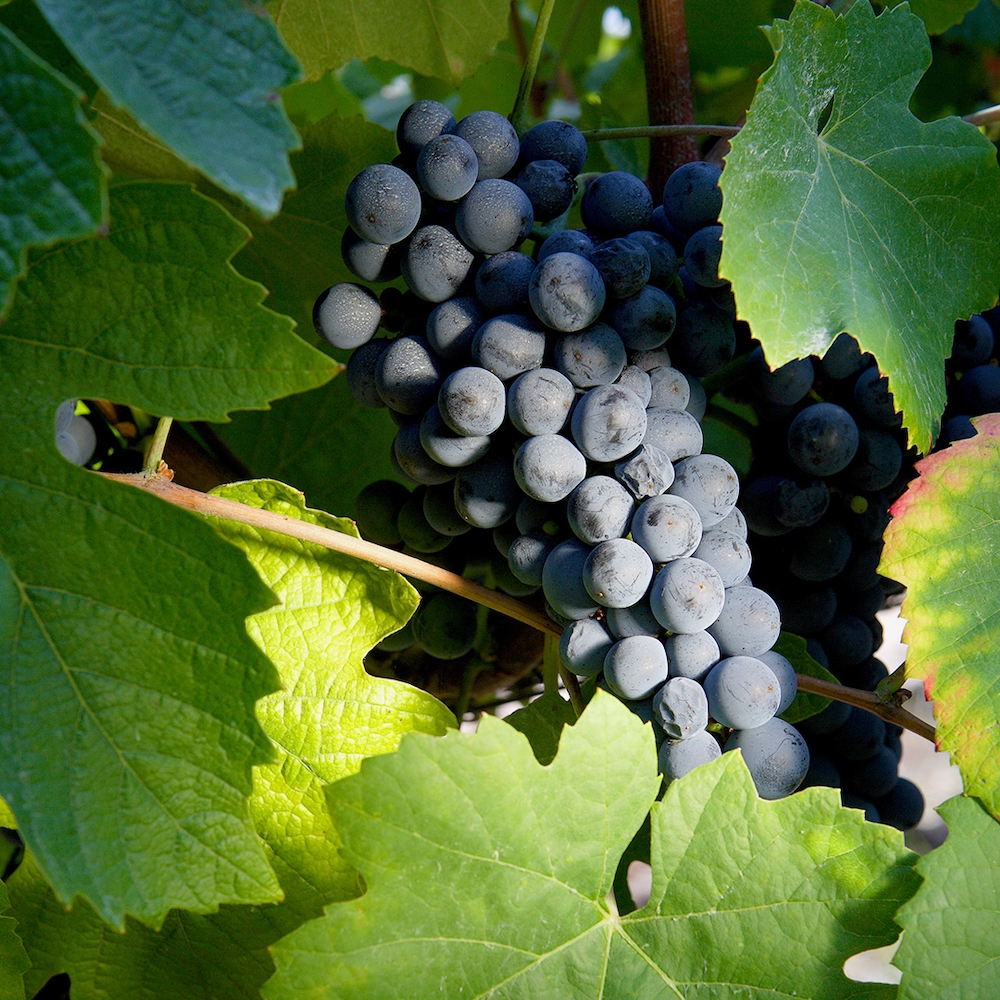 Black grape cluster on a vine