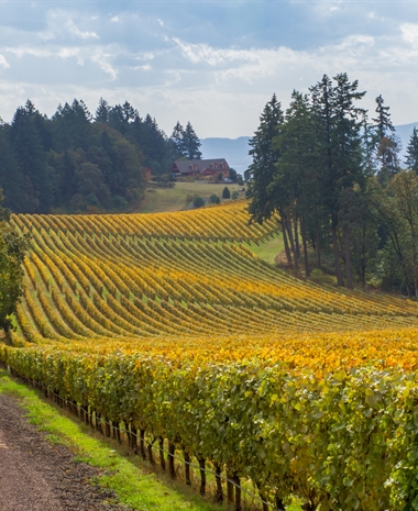 Willamette Valley’s Way with Chardonnay