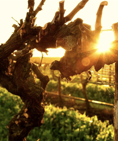 Barossa Webinar with MS Christopher Tanghe