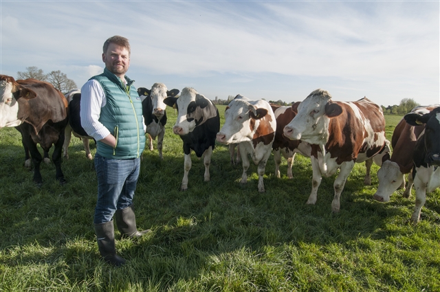 Francis Percival standing with cows in field