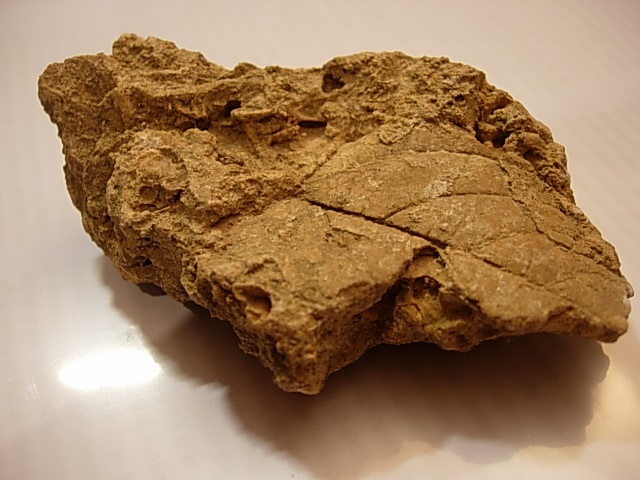 The fossilized imprint of a Vitis sezannensis leaf found at Fleury-la-Rivière (Credit: Toony, Wikimedia Commons, CC-BY-SA-3.0)</em>